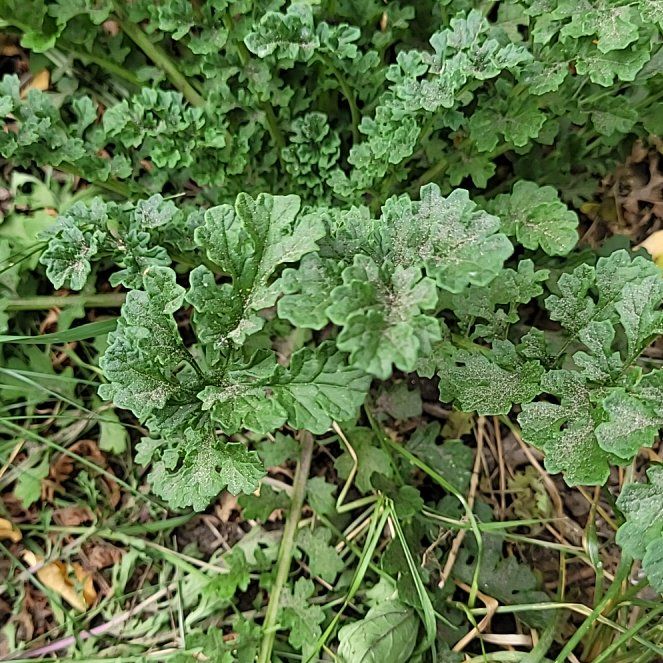 Photo of the plant species Senecio Jacobaea by @TotalWoodvetch named Beyonce on Greg, the plant care app