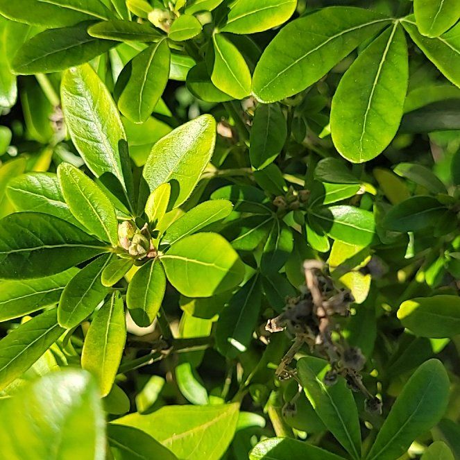 Photo of the plant species Mexican Orange Blossom by @TotalWoodvetch named Zeus on Greg, the plant care app