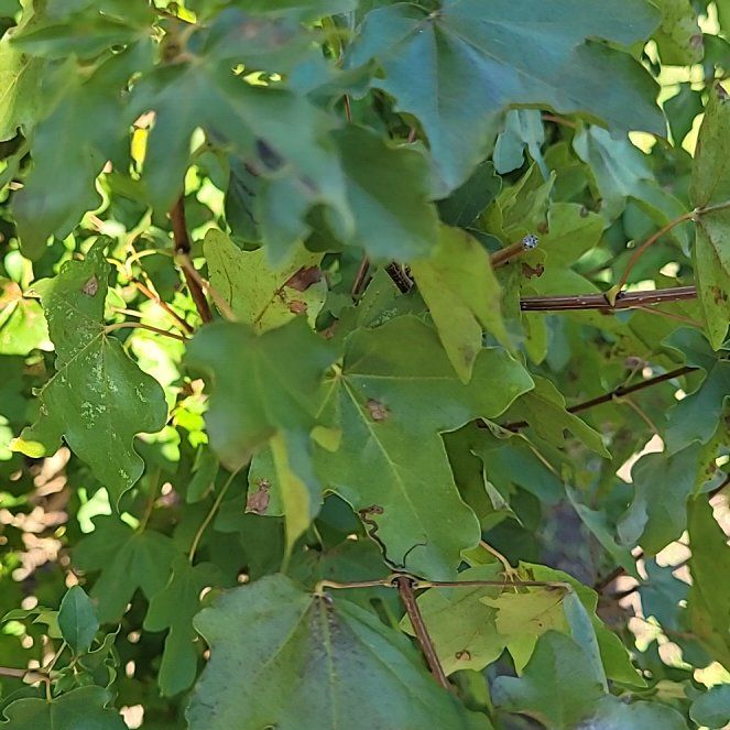 Photo of the plant species Hedge Maple by @TotalWoodvetch named Plato on Greg, the plant care app