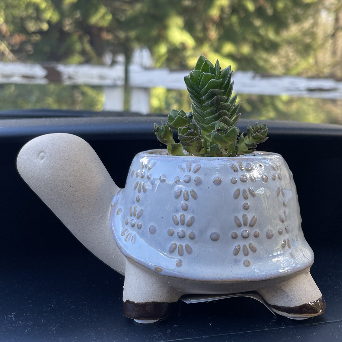 Crassula 'Buddha's Temple' plant in a decorative turtle-shaped pot, healthy and well-focused.