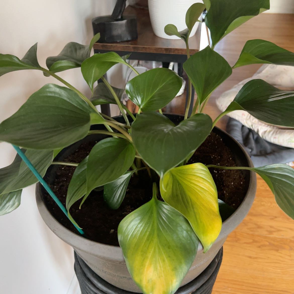 Photo of the plant species Homalomena truncata by @LordlyFallugia named Cleopatra on Greg, the plant care app