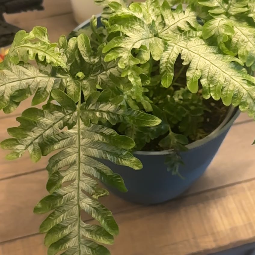 Photo of the plant species Goldback Fern by @LovableDodder named Esteban on Greg, the plant care app