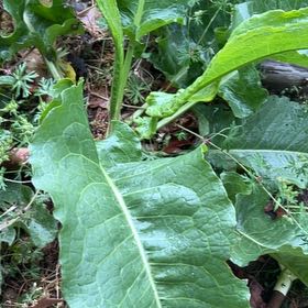 Photo of the plant species Horseradish by Alexandra named Clooney on Greg, the plant care app