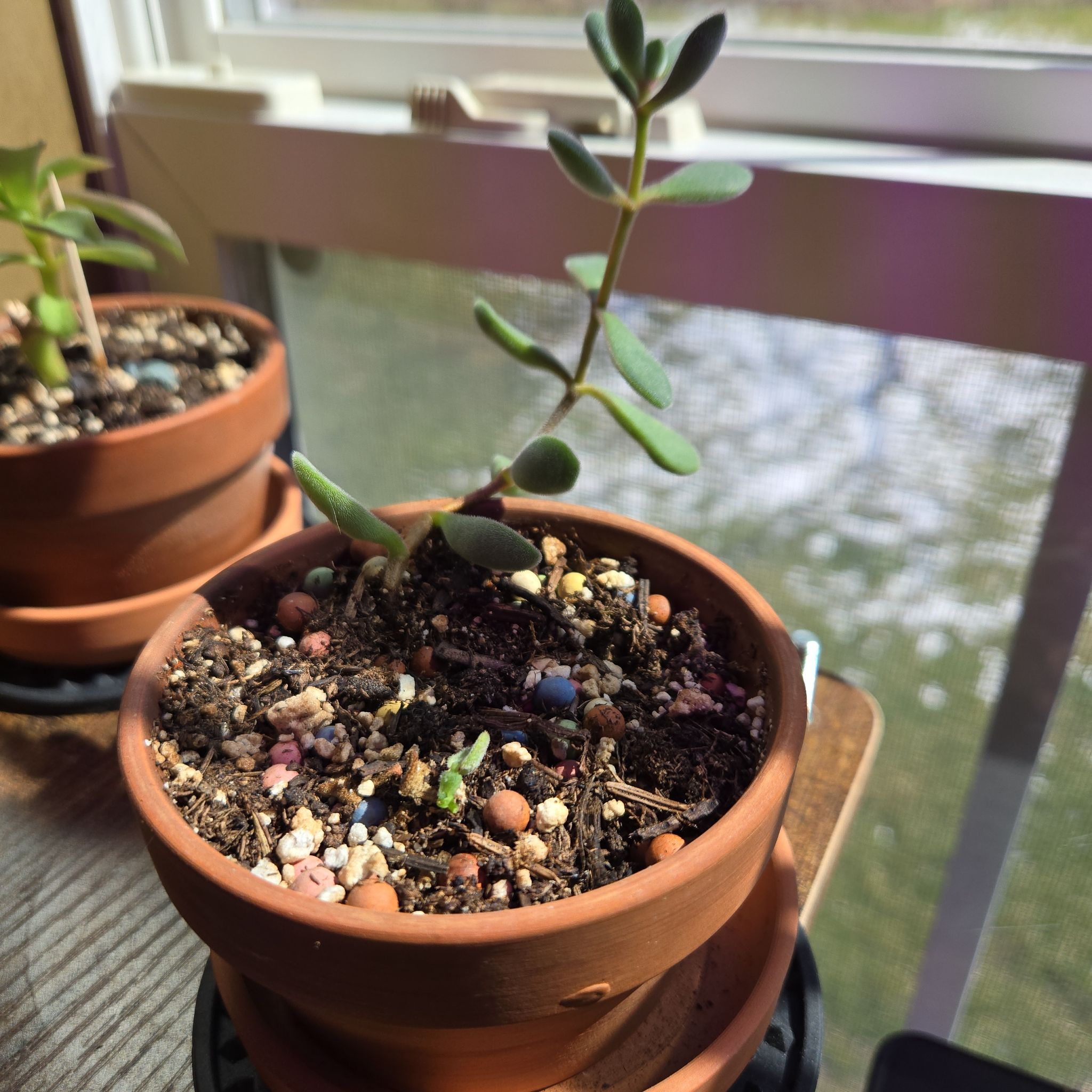 Potted Crassula rogersii plant near a window with visible soil and pebbles.
