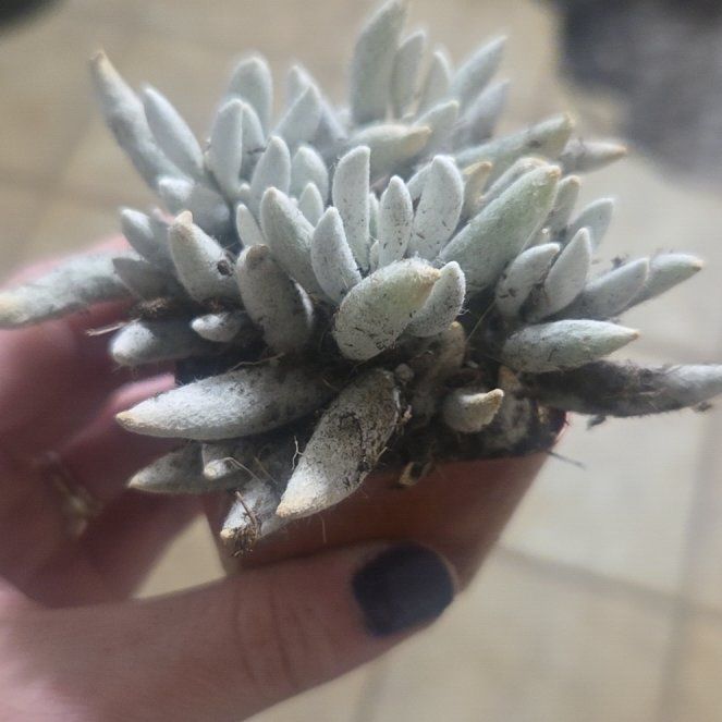 Photo of the plant species Oldwoman by @JazzedSweetbaby named James Dean on Greg, the plant care app