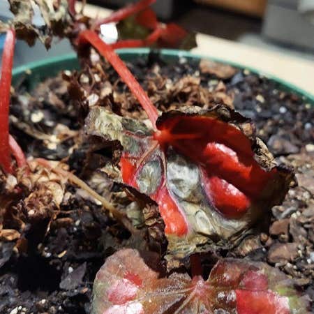 Photo of the plant species Begonia rex by @GeniusTawapou named Sahara on Greg, the plant care app
