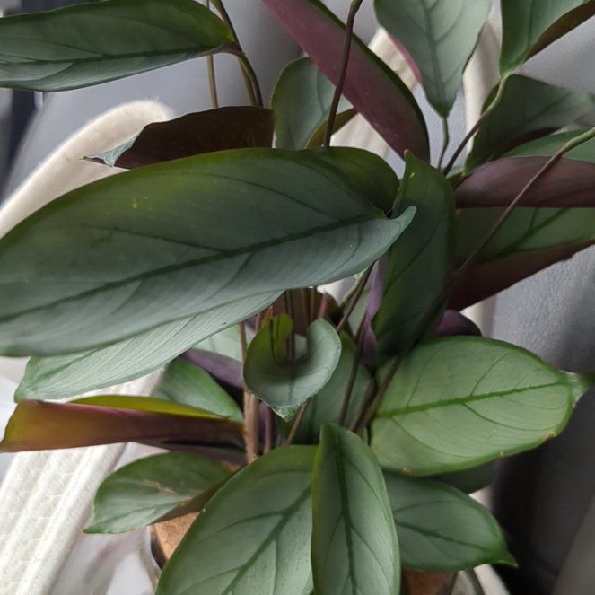 Photo of the plant species Grey Star by @ForeverUngnadia named Athena on Greg, the plant care app