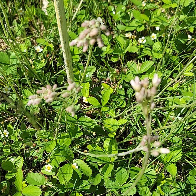 Photo of the plant species Fraser Meadow Garlic by @PreciseColeus named Austen on Greg, the plant care app