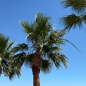 Photo of the plant species Mexican Fan Palm by @HighPalmgrass named Orwell on Greg, the plant care app
