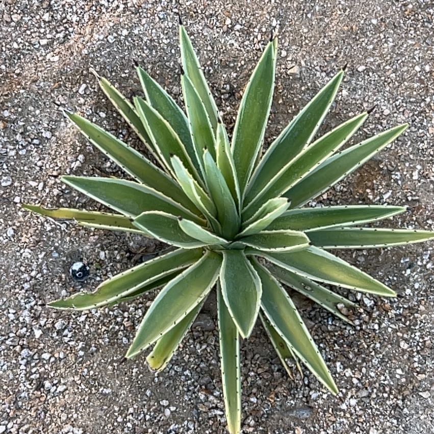 Photo of the plant species Caribbean Agave by @HighPalmgrass named Ronaldo on Greg, the plant care app