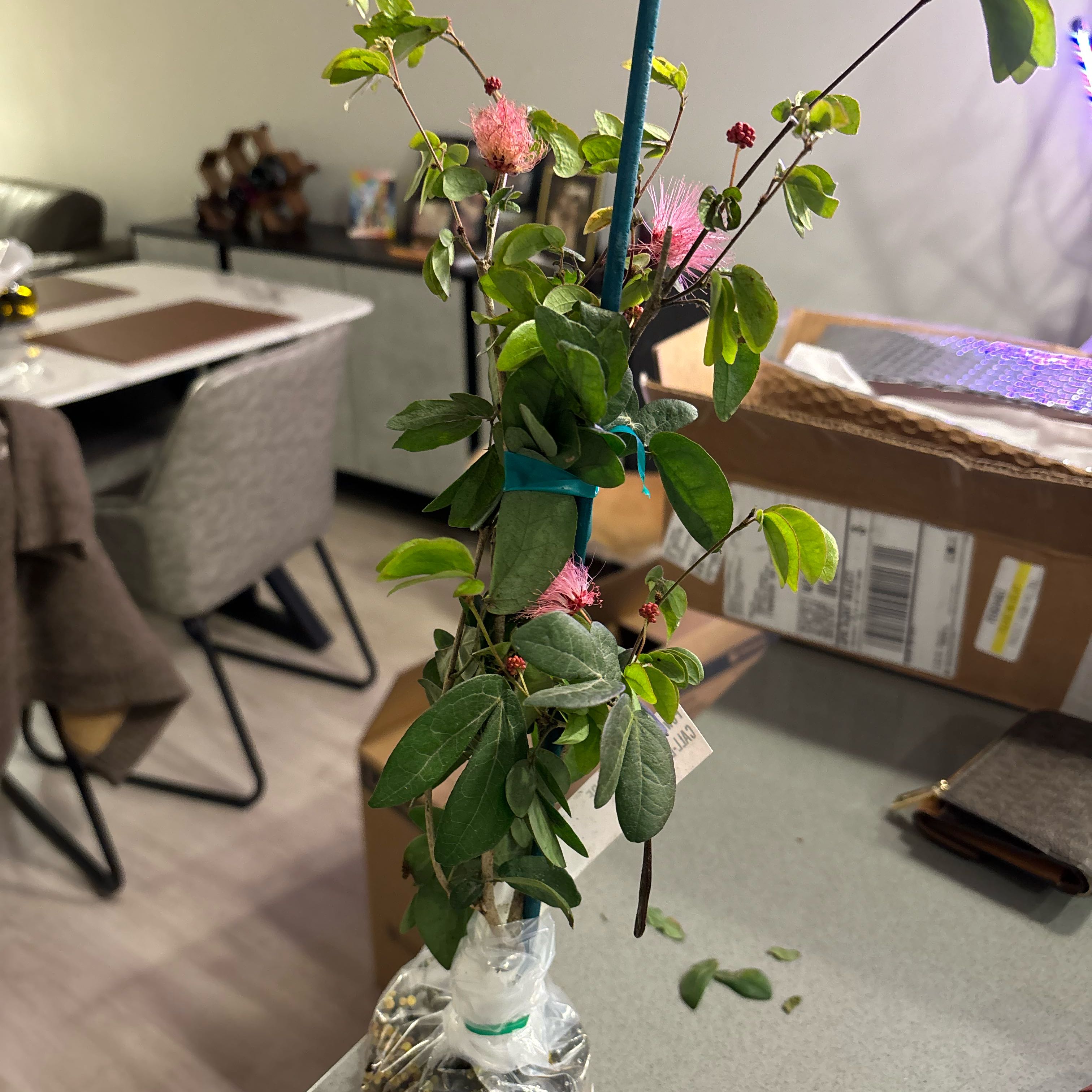 Photo of the plant species Pink Powder Puff by @SportCosmo named Orlando Bloom on Greg, the plant care app