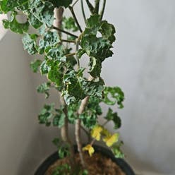 Black Aralia Polyscias plant