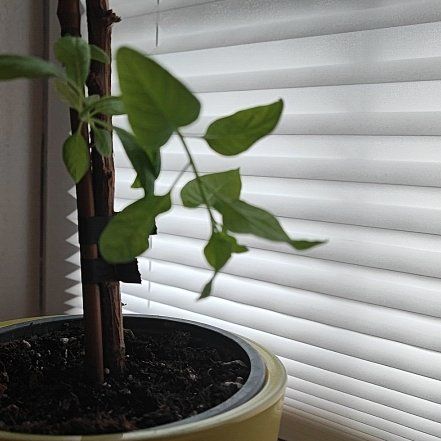 Photo of the plant species Purple Gentian by @PlayfulBasil named Hemingway on Greg, the plant care app