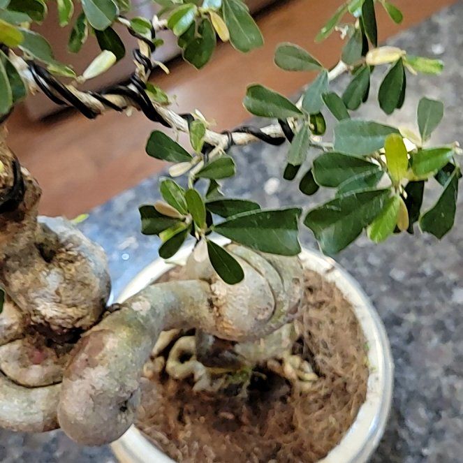 Photo of the plant species Vietnamese Bluebell Tree by @PuissantSquash named Naomi on Greg, the plant care app