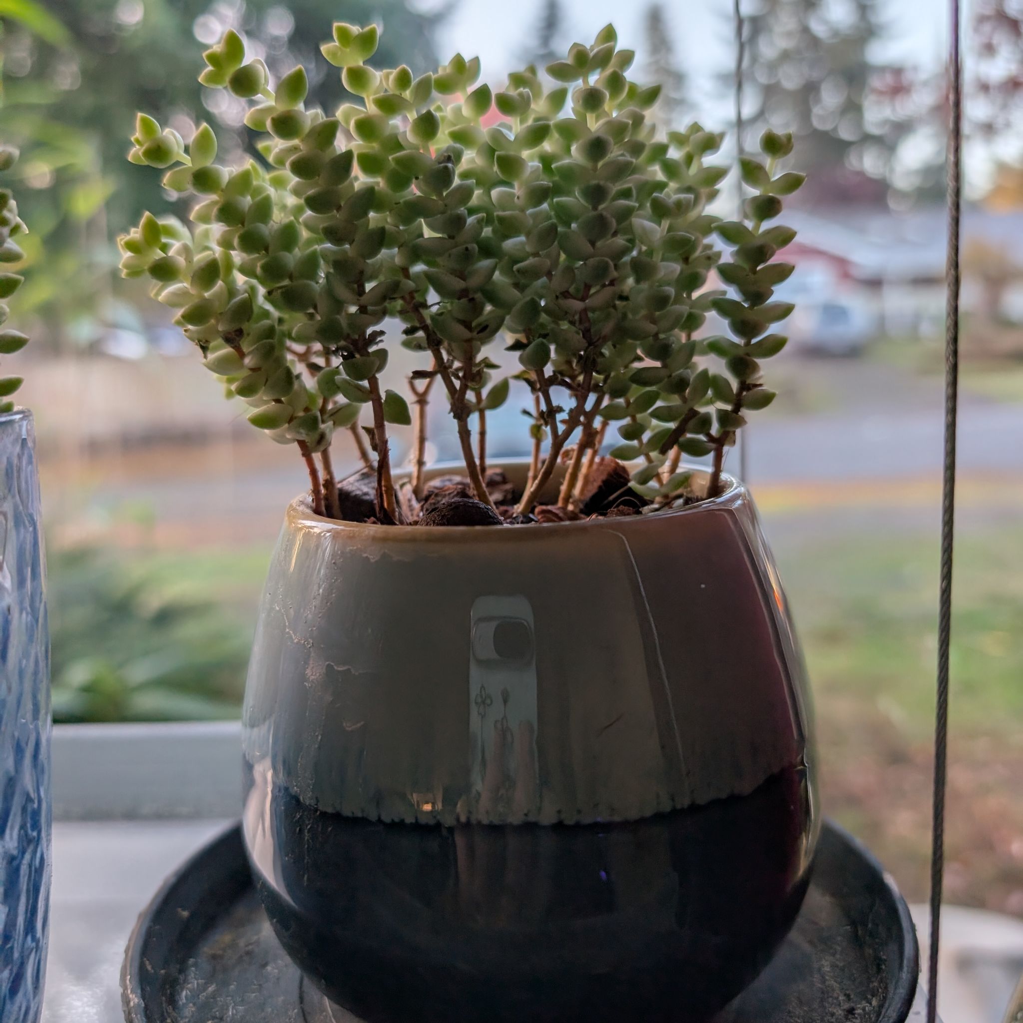 Photo of the plant species Variegated Tom Thumb Crassula by @ShipofRockets named Hootie on Greg, the plant care app