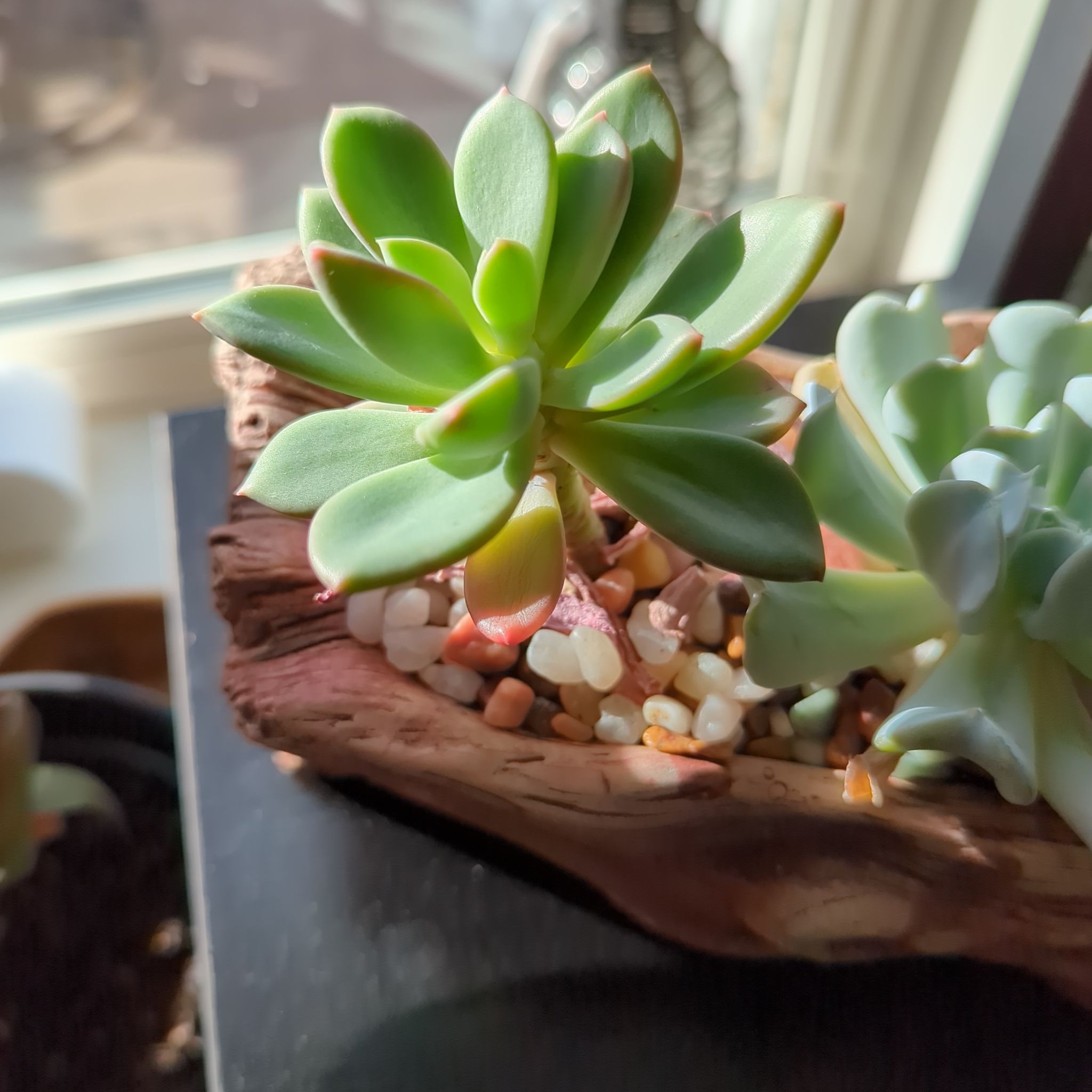 Graptoveria 'Bashful™' succulent in a container with decorative stones, well-lit and healthy.