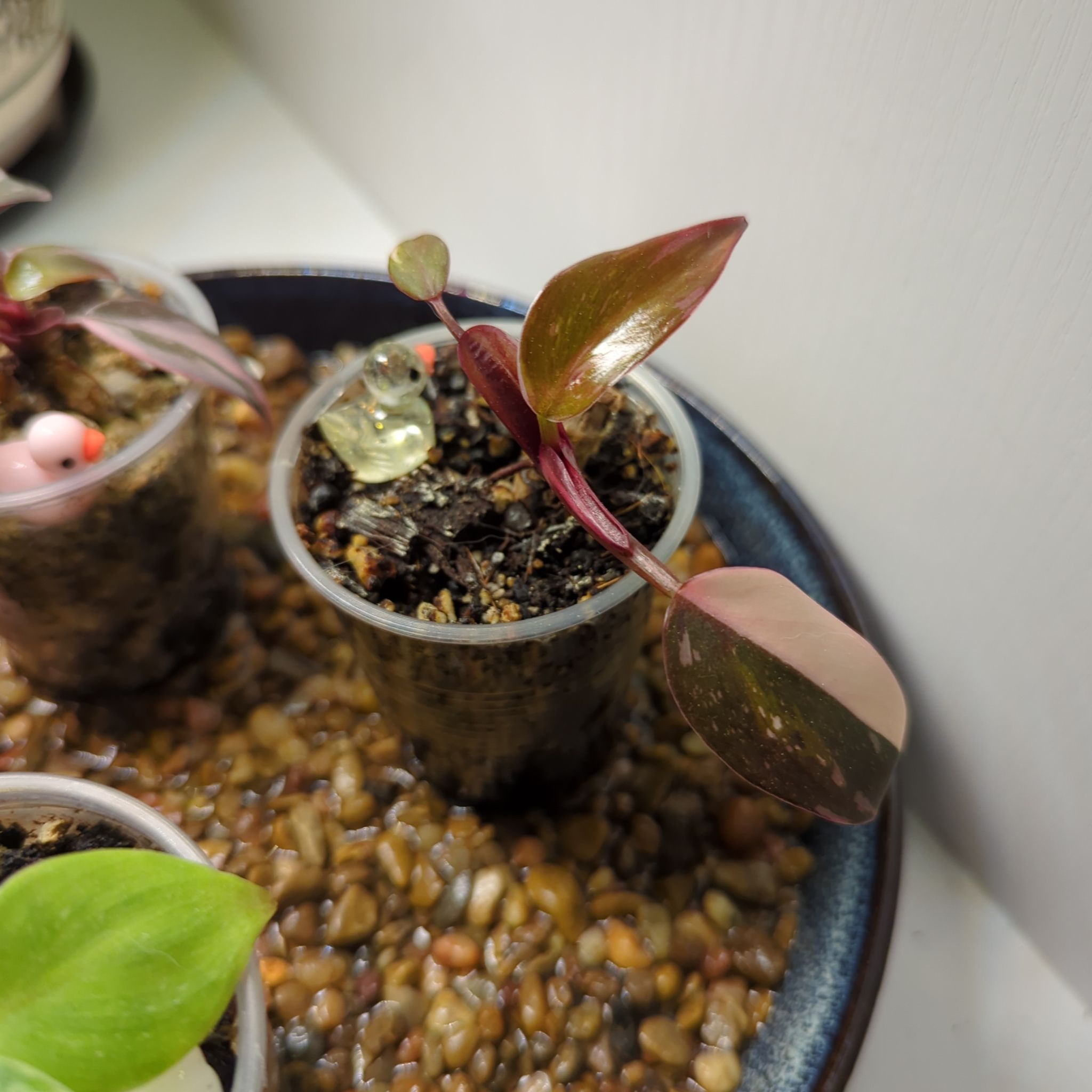 Philodendron Red Anderson plant in a plastic container with some leaf discoloration.