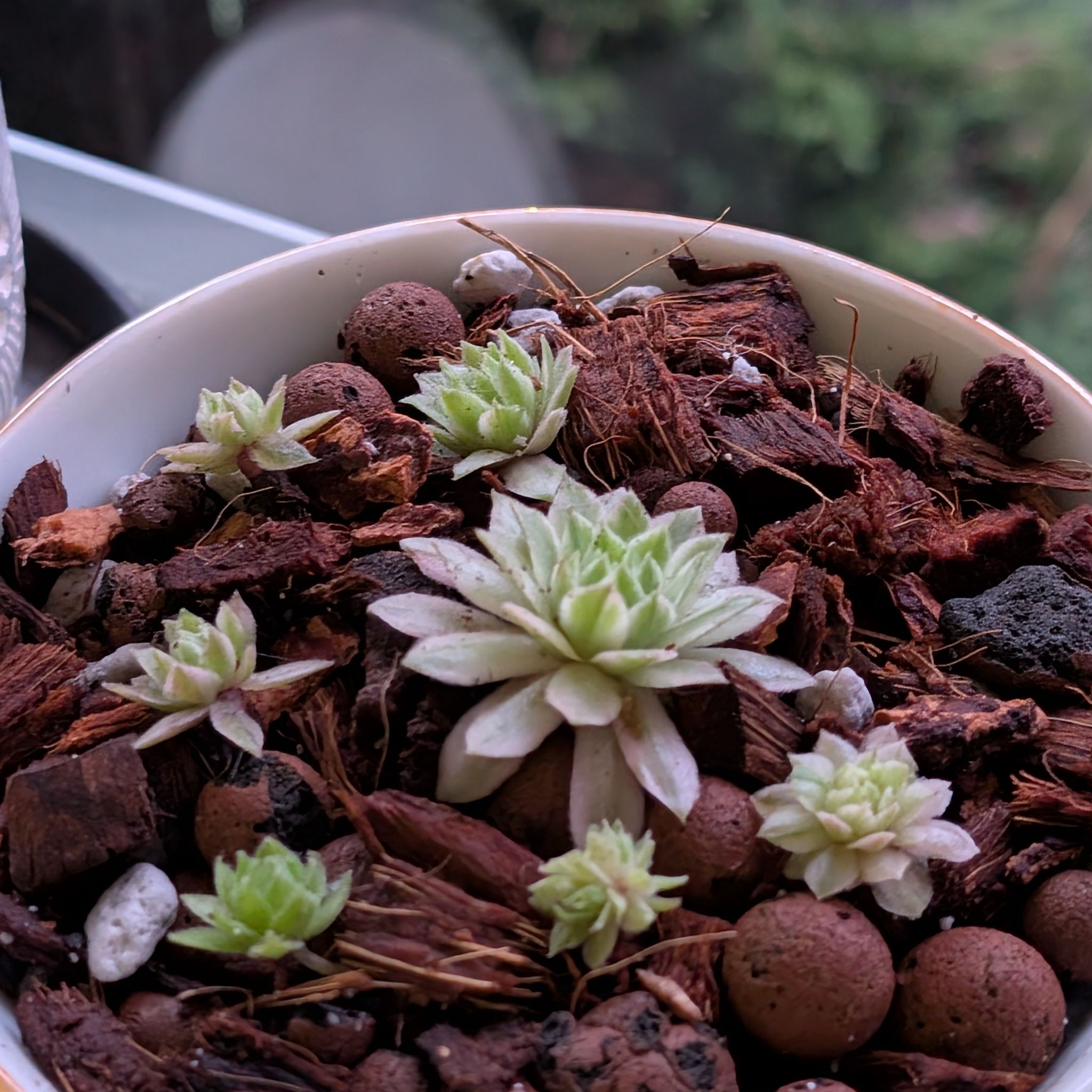 Photo of the plant species Hen and chicks by @ShipofRockets named Luna on Greg, the plant care app