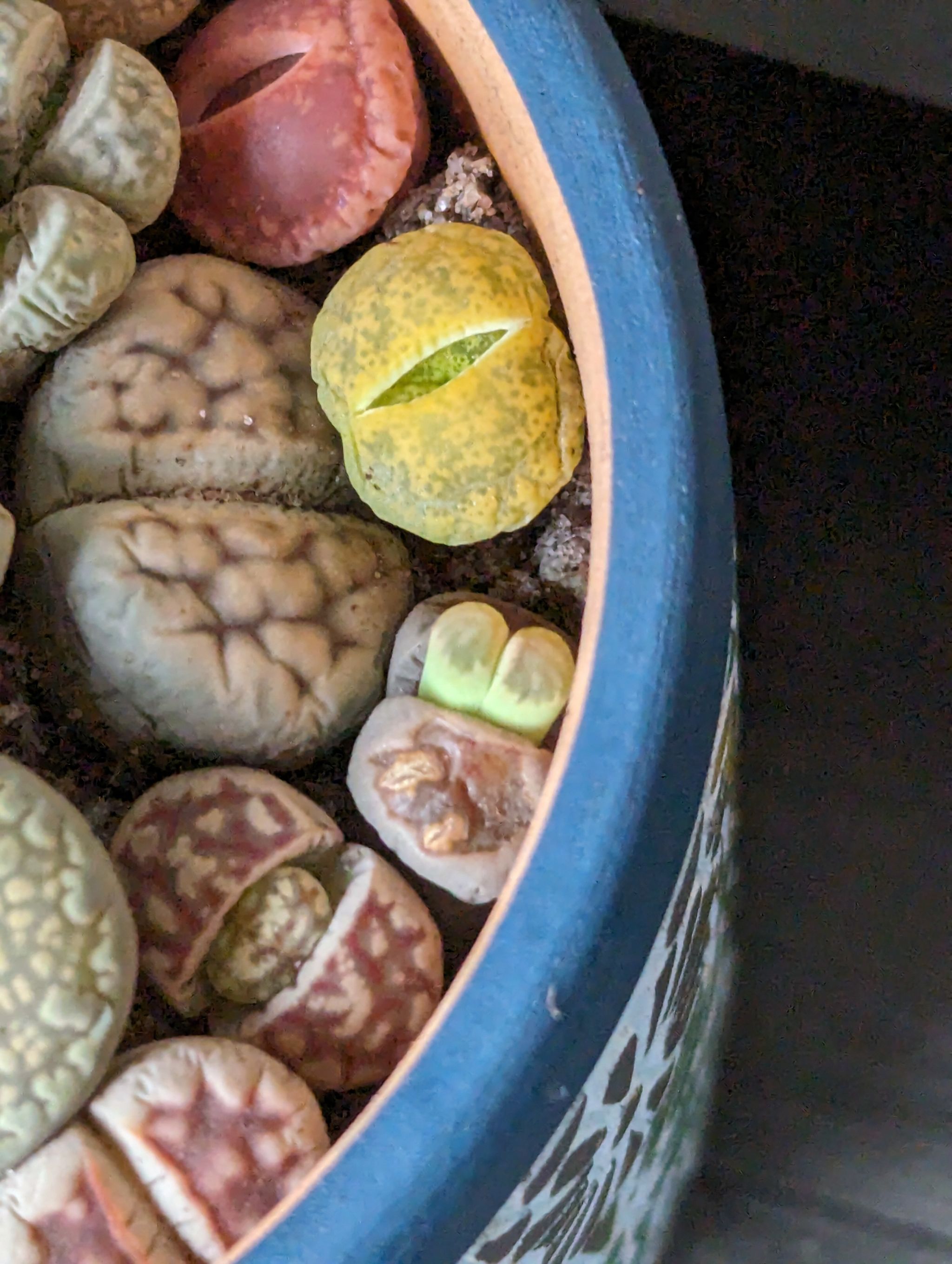 Living Stones Plant Care: Water, Light, Nutrients | Greg App 🌱