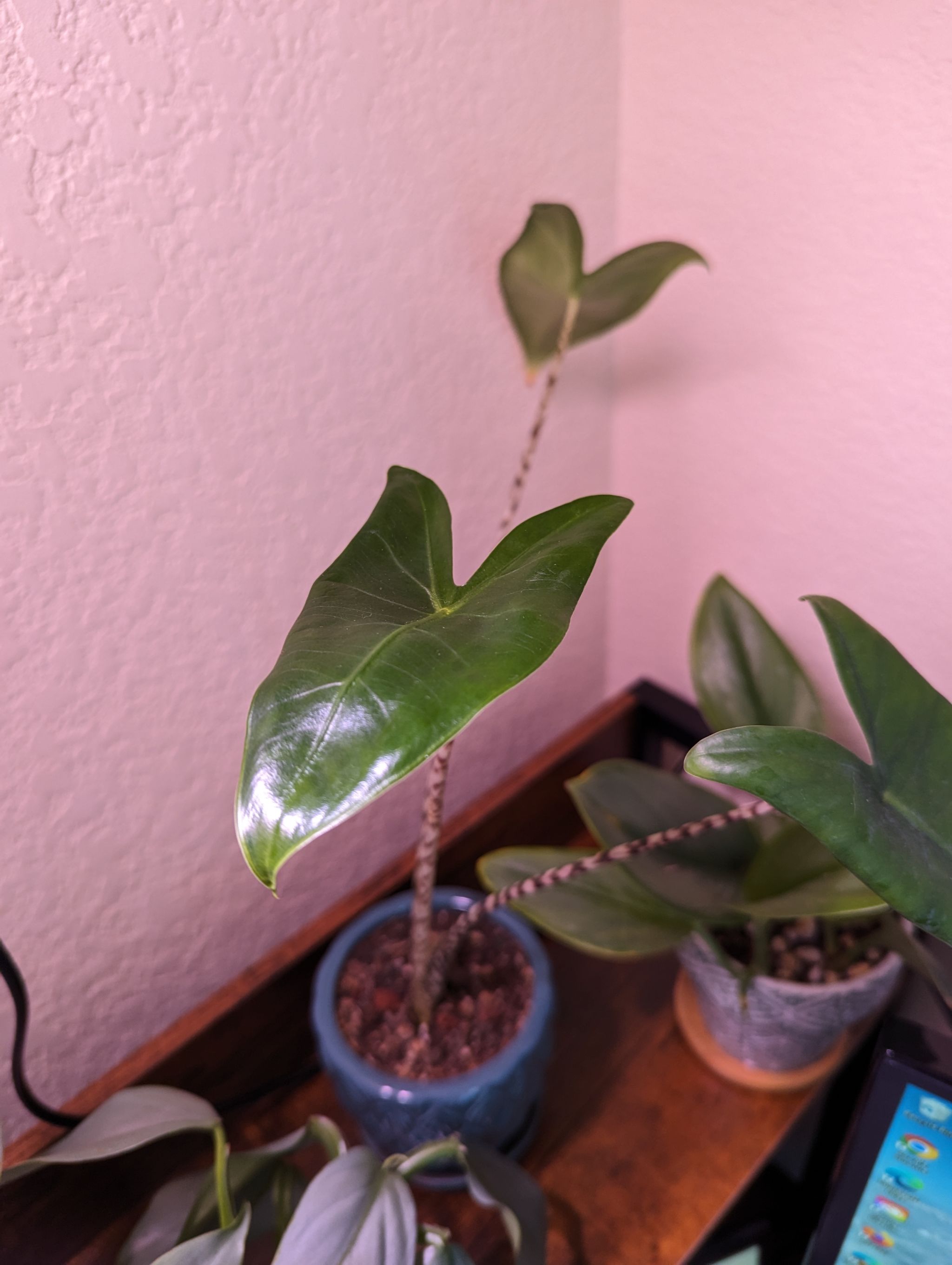 Happy #freshleaffriday everyone! This week I noticed my S...