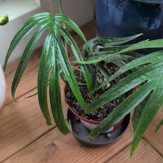 Photo of the plant species zippelianum by @ShipofRockets named Ledd Zippelianum on Greg, the plant care app