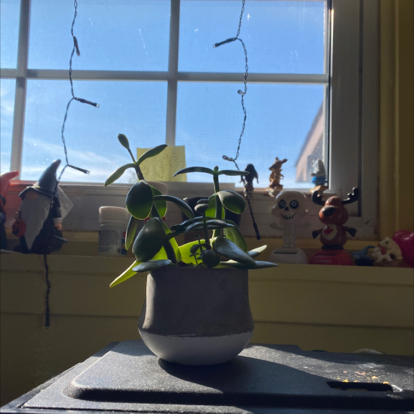Lucky Plant plant photo by @Coolahs named Yeet on Greg, the plant care app.