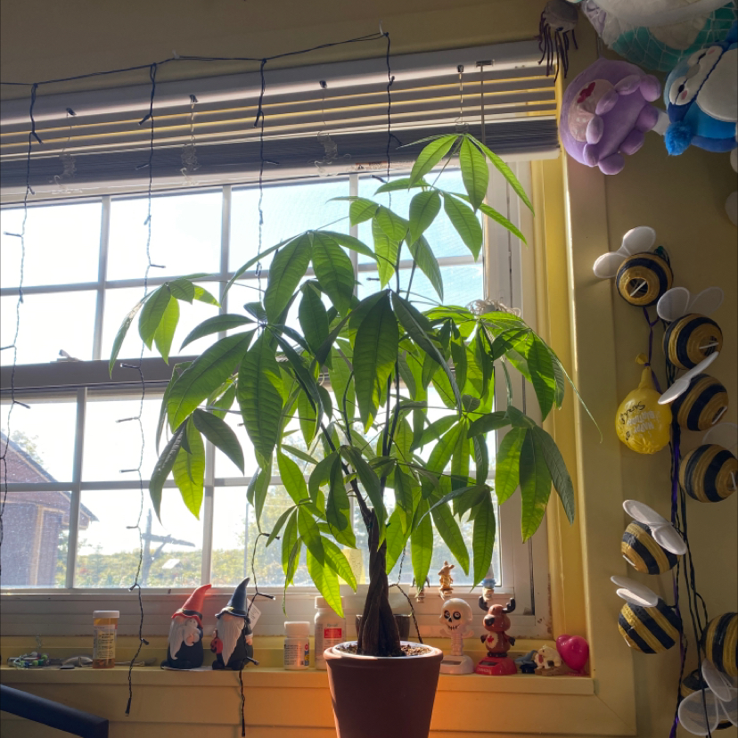 Money Tree plant photo by @Coolahs named Tree Diddy on Greg, the plant care app.