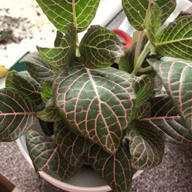 Photo of the plant species Nerve Plant by @Zombiegirl84 named Bigleef Smalls on Greg, the plant care app