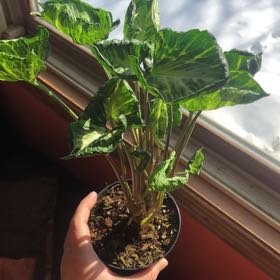 Photo of the plant species Syngonium by @Zombiegirl84 named Curie on Greg, the plant care app