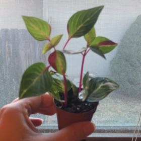 Photo of the plant species Variegated Blood Leaf by @Zombiegirl84 named Luna on Greg, the plant care app