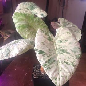 Photo of the plant species varigated elephants ear by @Zombiegirl84 named Osmo on Greg, the plant care app