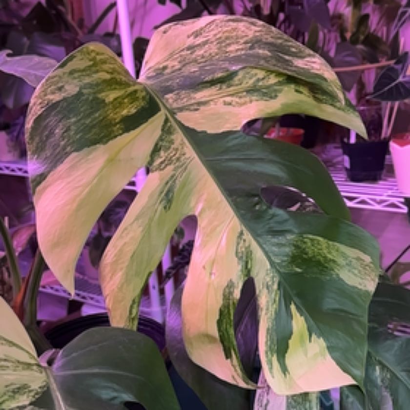 Photo of the plant species Monstera deliciosa x borsigiana 'Aurea' by @PlantGrammy named Foxxy on Greg, the plant care app