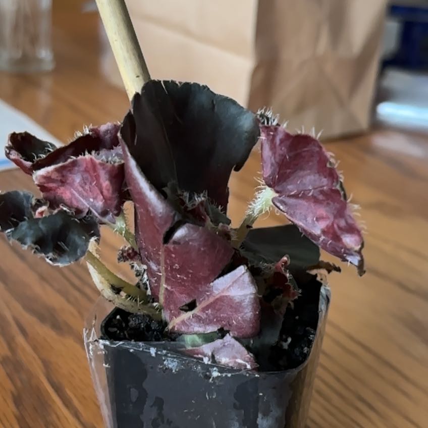 Photo of the plant species Begonia rex by @ManlyLeafydaisy named Aristotle on Greg, the plant care app