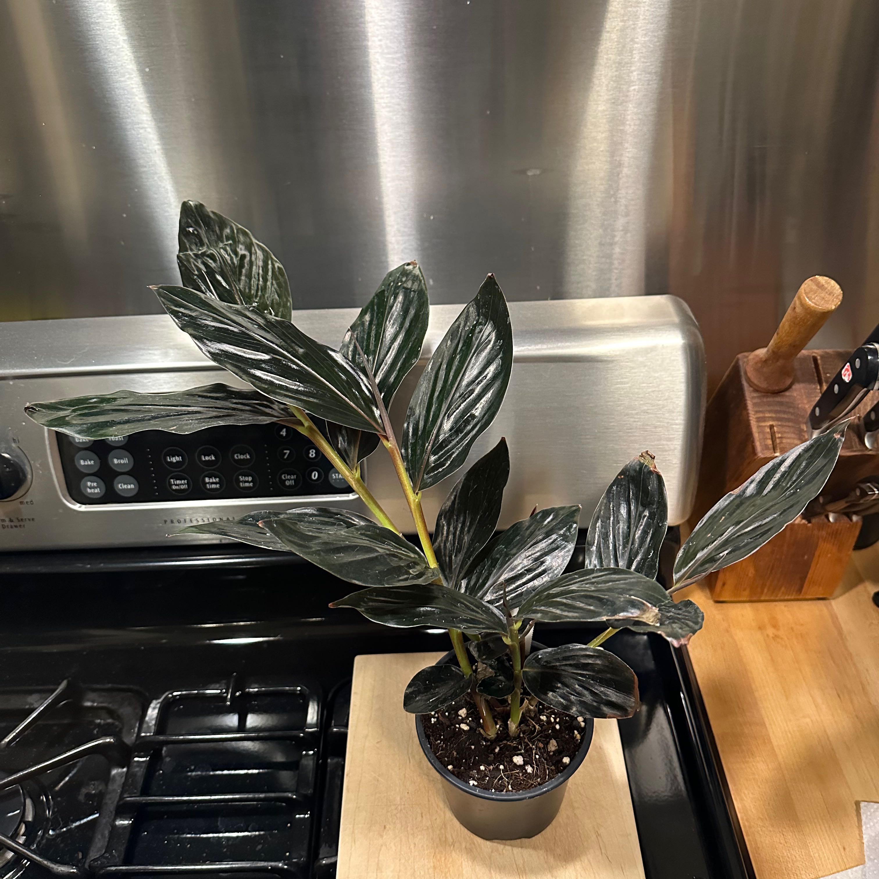 Photo of the plant species Black Ginger by @BeamingBibi named Black Ginger on Greg, the plant care app