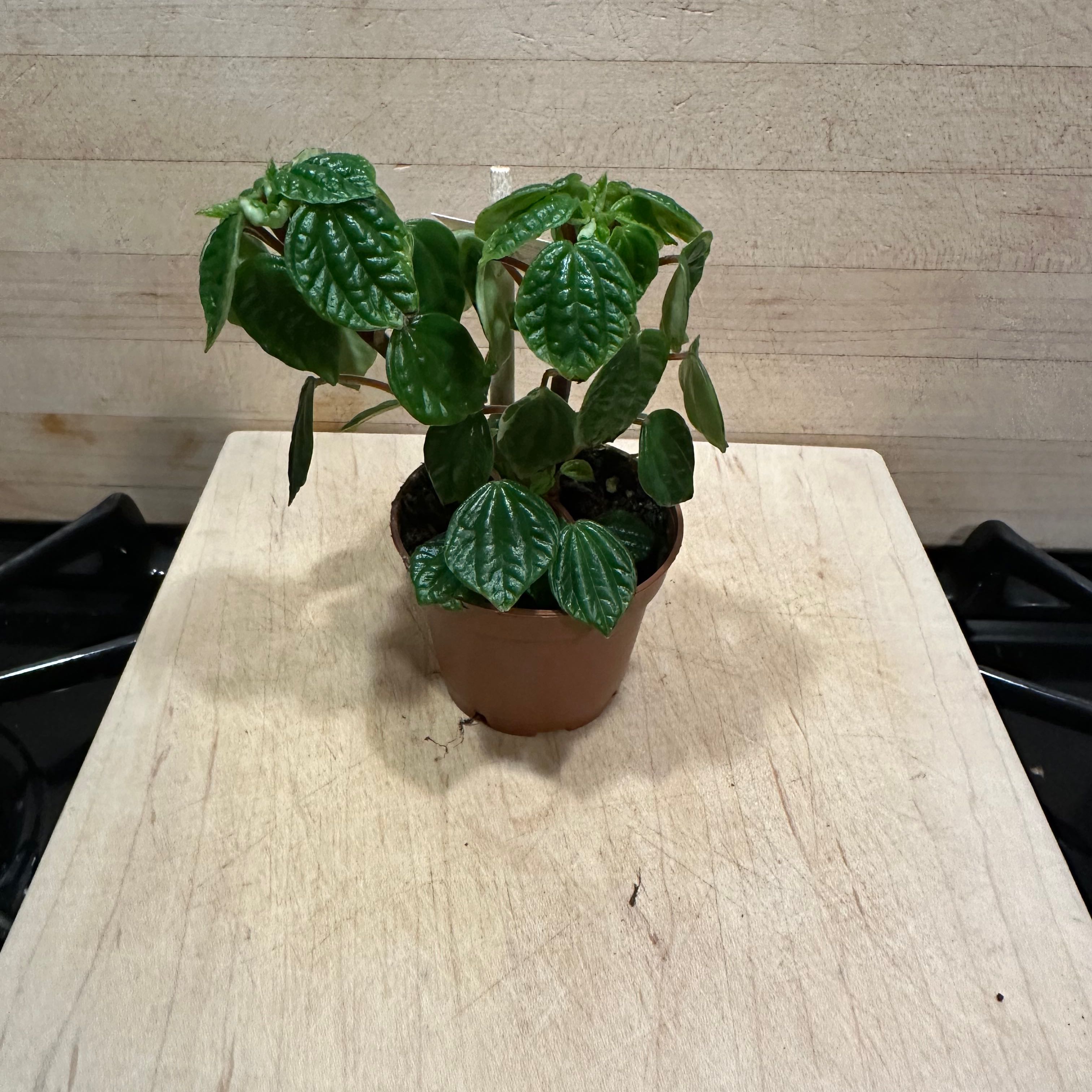 Photo of the plant species Peperomia meridiana by @BeamingBibi named Pep ‘Little Fantasy’ on Greg, the plant care app