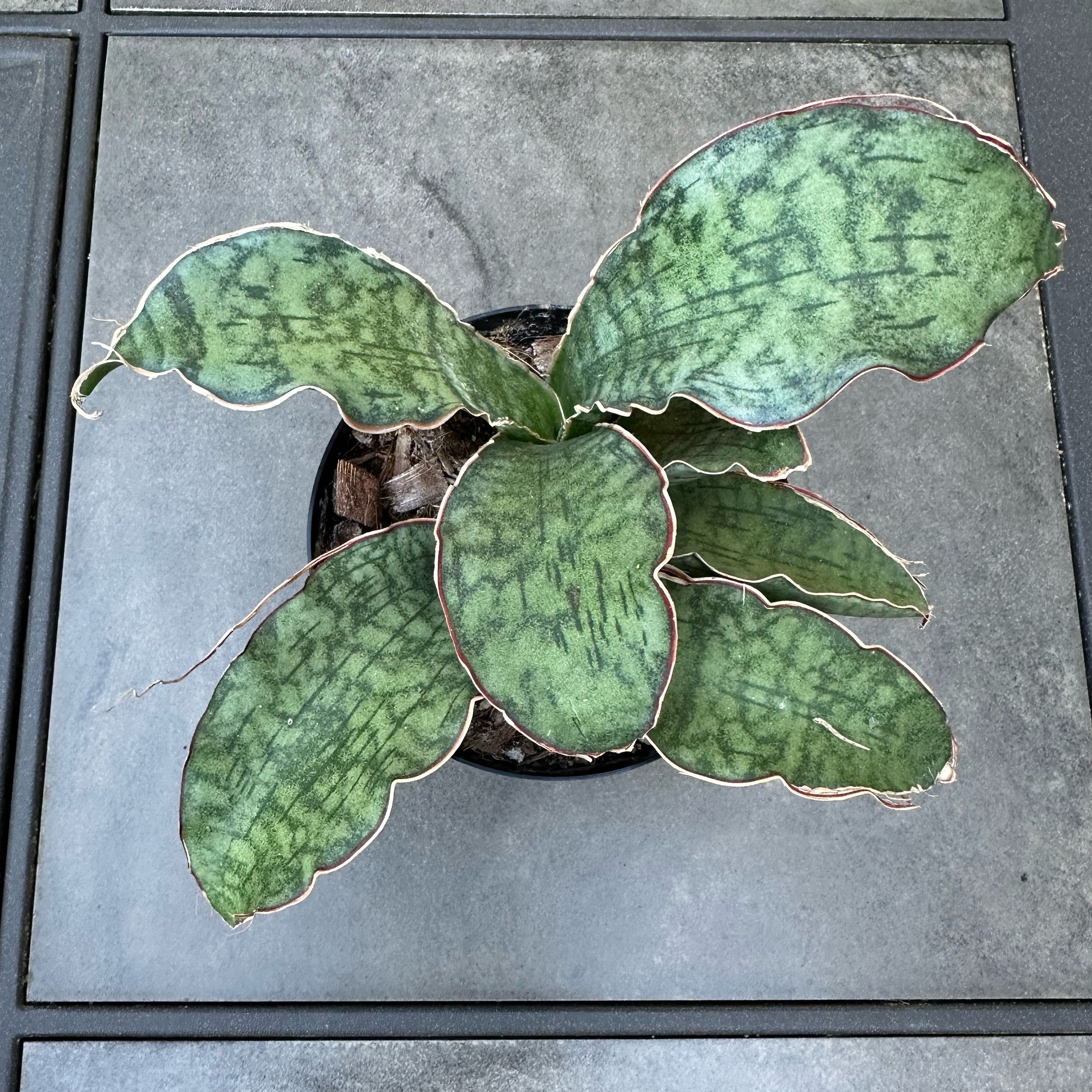 Photo of the plant species Snake plant by @BeamingBibi named Dracaena ‘Cleopatra’ on Greg, the plant care app