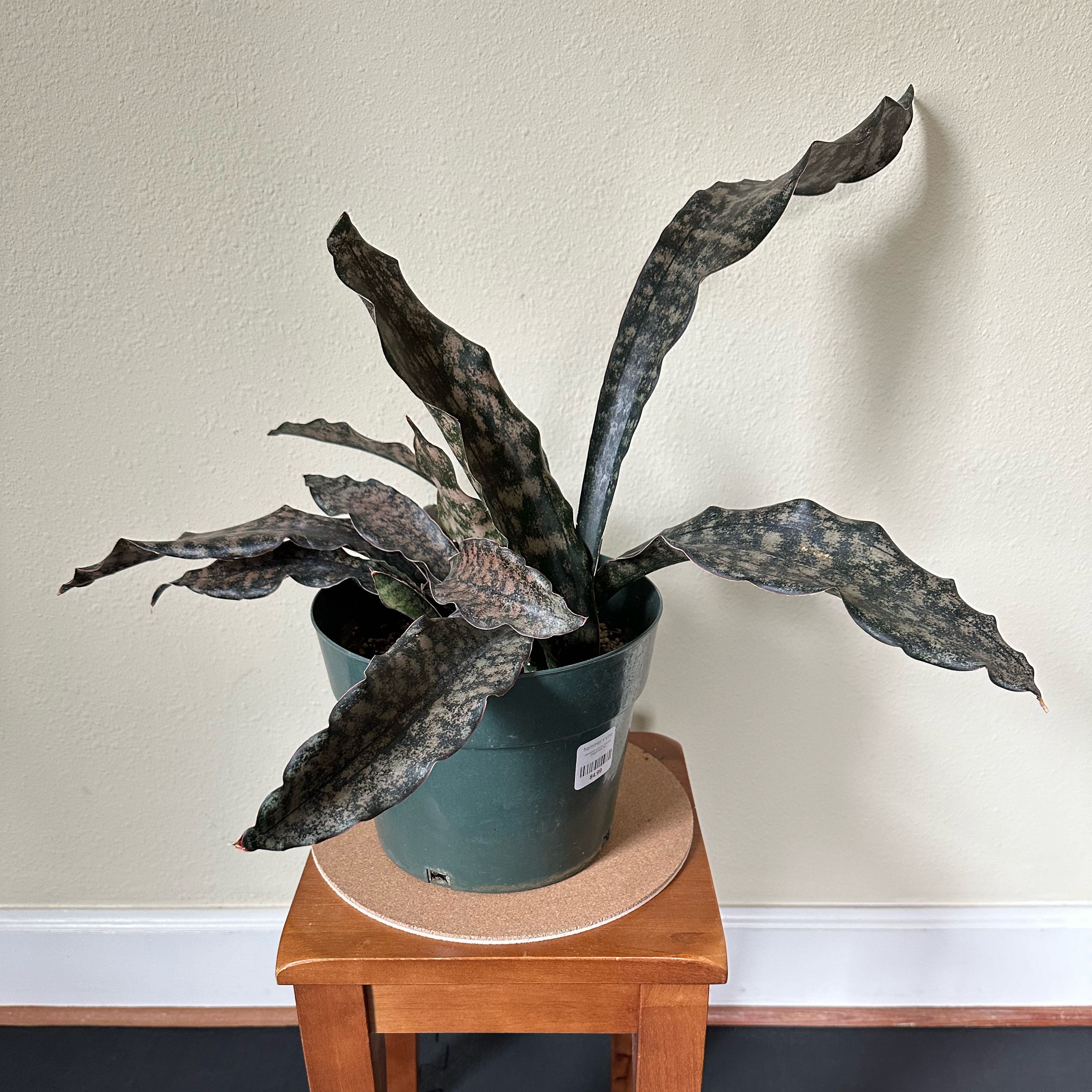 Photo of the plant species Coppertone Snake Plant by @BeamingBibi named Dracaena pethera var. pulchra on Greg, the plant care app