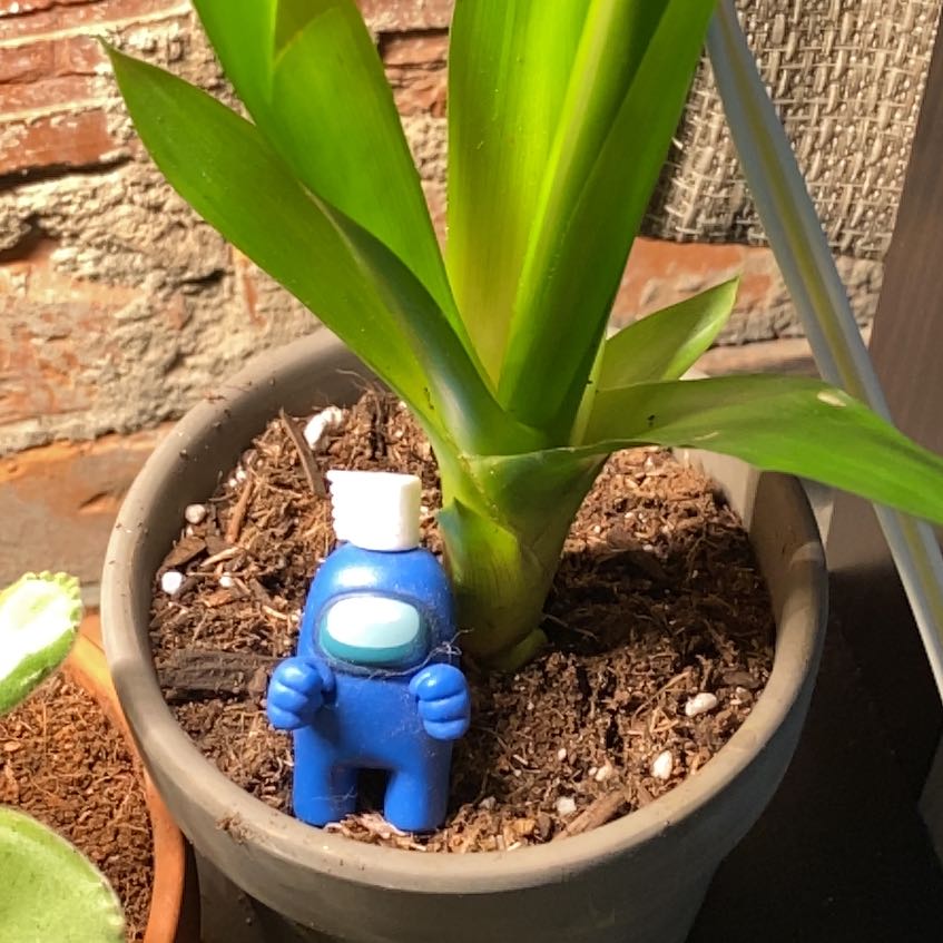 Photo of the plant species West Indian Tufted Airplant by @fawgz named Messi on Greg, the plant care app