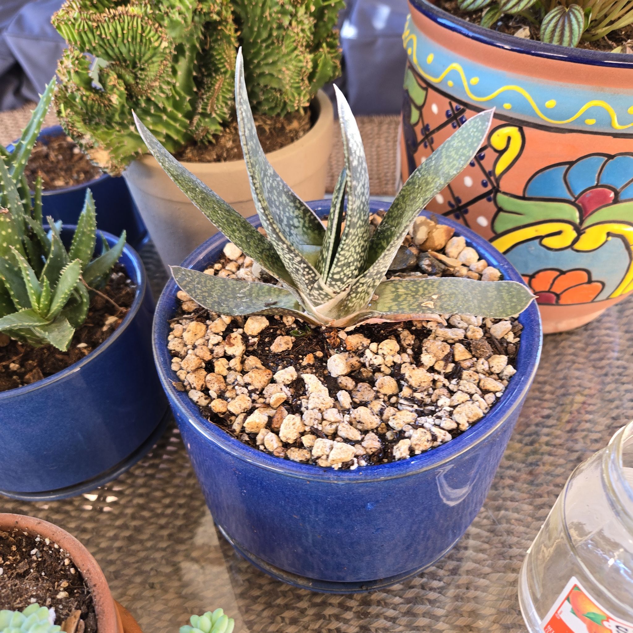 Photo of the plant species White Streak Gasteria by @ElderAgavenova named Denali on Greg, the plant care app