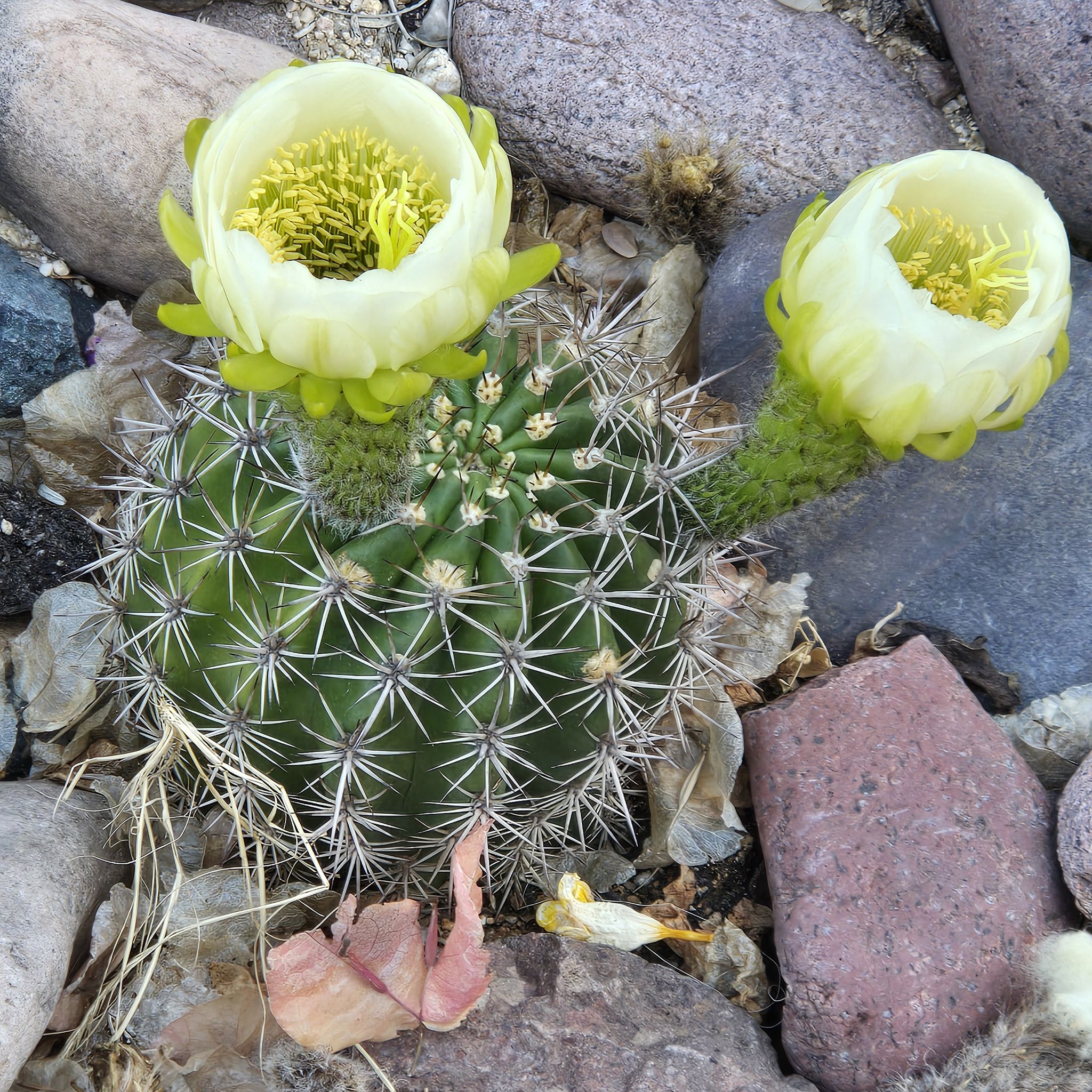 Photo of the plant species Coast Barrel Cactus by @ElderAgavenova named Queen on Greg, the plant care app