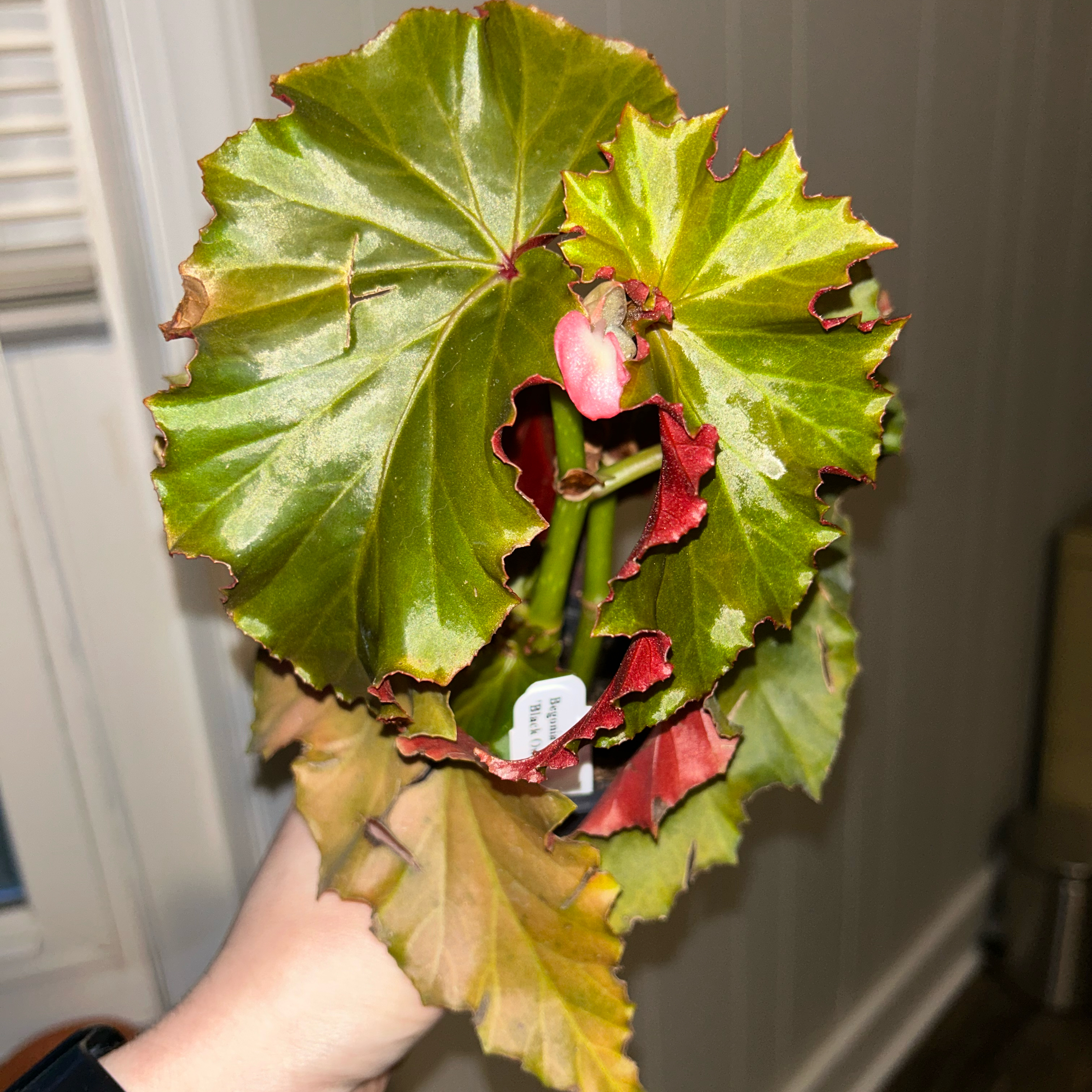 Photo of the plant species Begonia 'Sophie Cecile' by @Lish88 named Ruffles on Greg, the plant care app