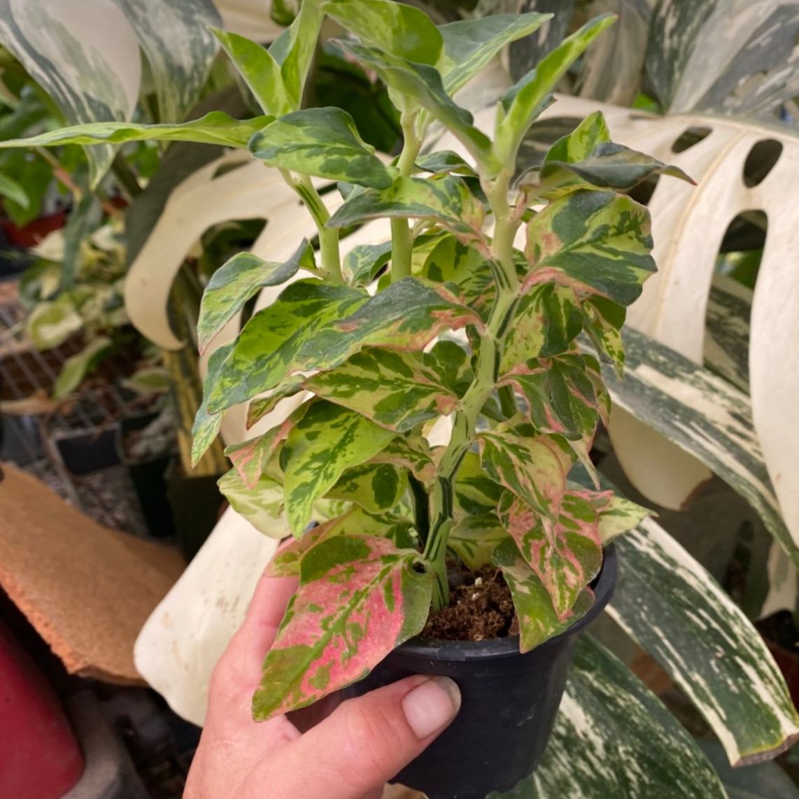 Photo of the plant species Variegated Euphorbia tithymaloides by @Lish88 named Splish Splash on Greg, the plant care app