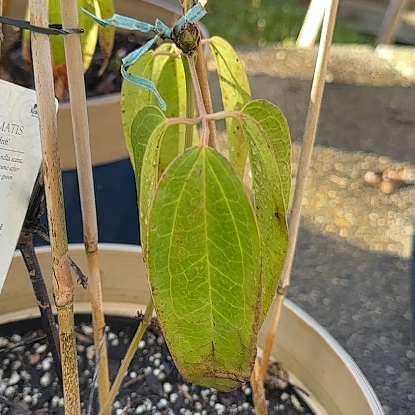 Photo of the plant species Evergreen clematis by @CrispApplemoss named Hamilton on Greg, the plant care app