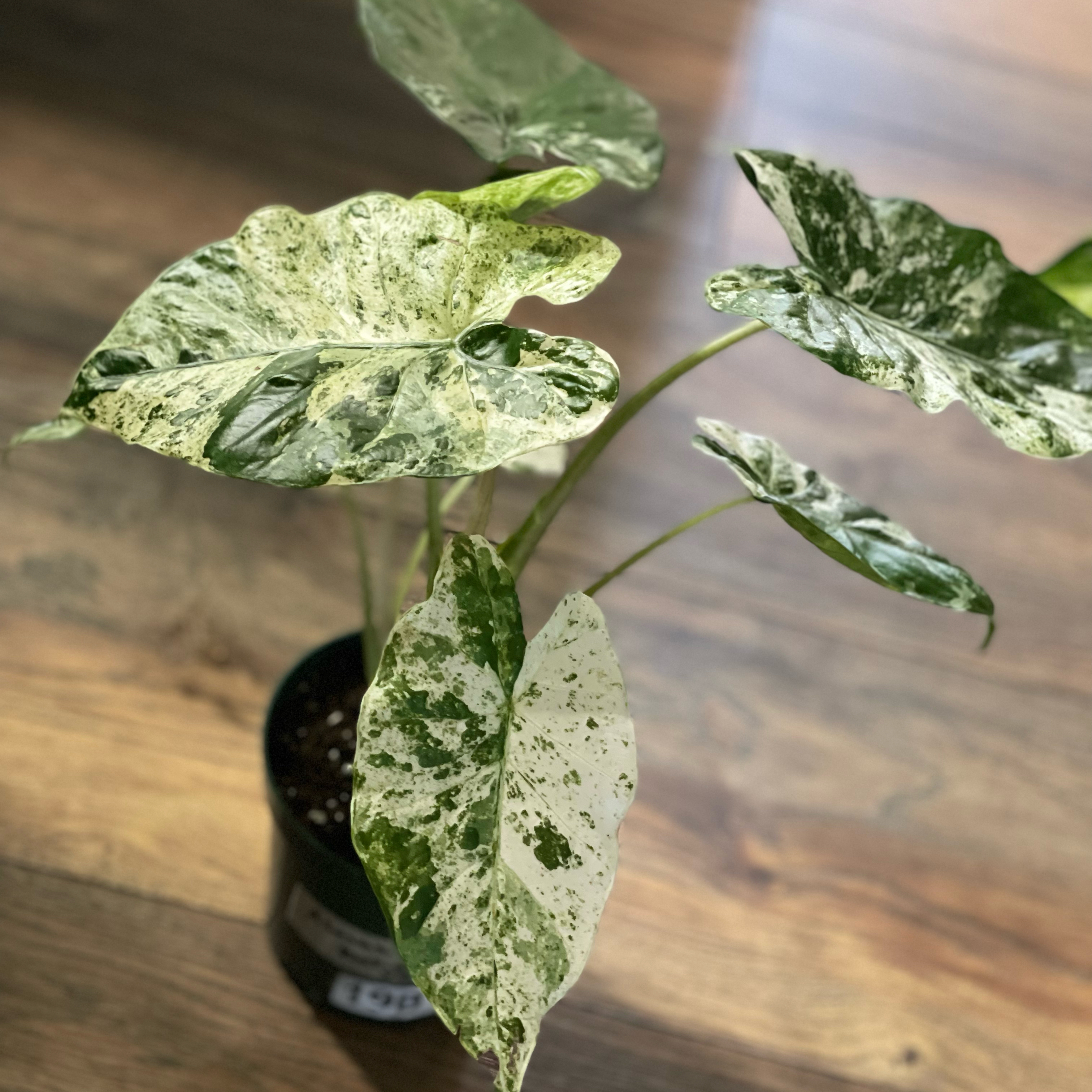 Photo of the plant species Alocasia 'Batik' by @LovelyPlantMama named Snow White on Greg, the plant care app