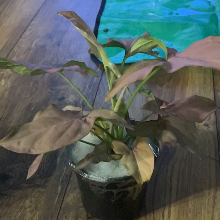 Photo of the plant species Pink Beauty by @LovelyPlantMama named Aurora on Greg, the plant care app
