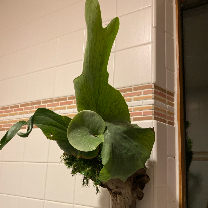 Photo of the plant species Staghorn Fern by @HeirRunnerbean named Duke on Greg, the plant care app