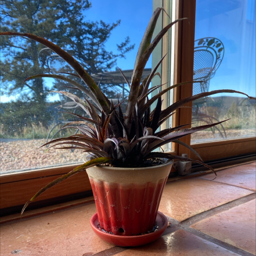 Photo of the plant species Mangave 'Snow Leopard' by @HeirRunnerbean named Planty on Greg, the plant care app
