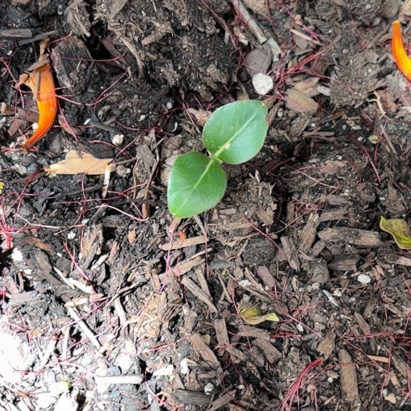 Photo of the plant species Partridge Berry by @HolyJerseytea named Planty on Greg, the plant care app