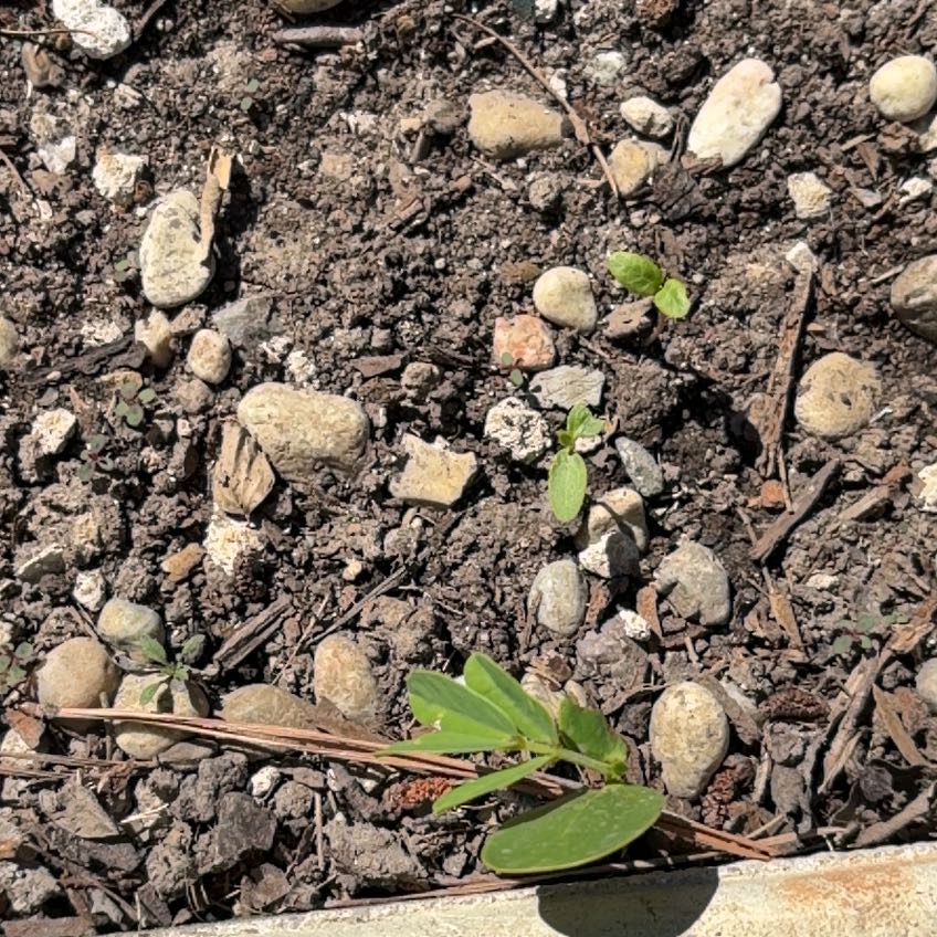 Photo of the plant species Beach Morning-Glory by @HolyJerseytea named Dolores on Greg, the plant care app