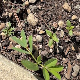 Photo of the plant species Sicklepod by @HolyJerseytea named Duke on Greg, the plant care app